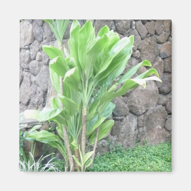 Íman de folha Ti (Frente)