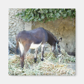 Íman de fotografia burra espanhol