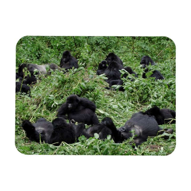 Íman de fotografia de grupo de gorila de montanha (Horizontal)