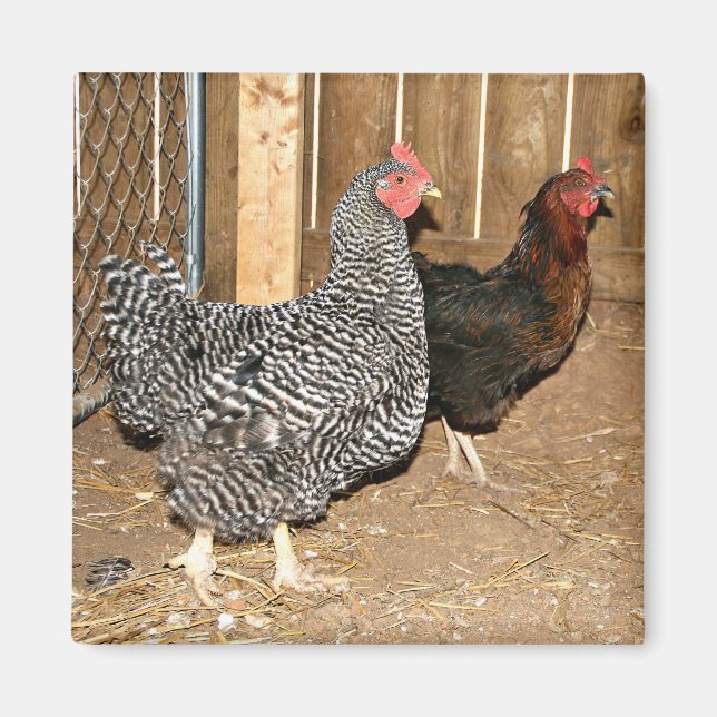 Íman de frango (Frente)
