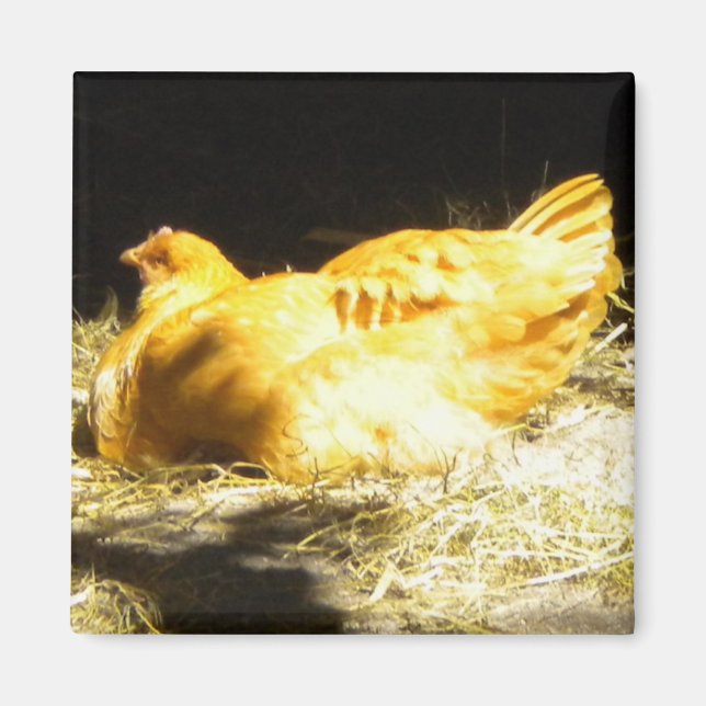 Íman de frango ouro (Frente)