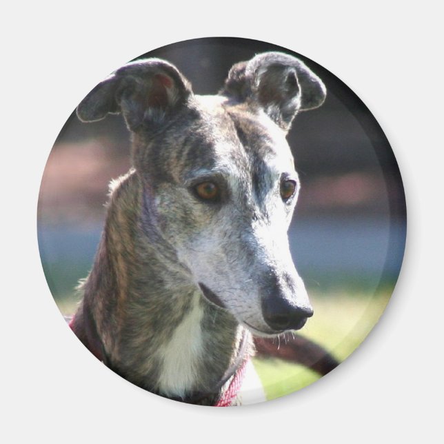 Íman de galgos (Frente)