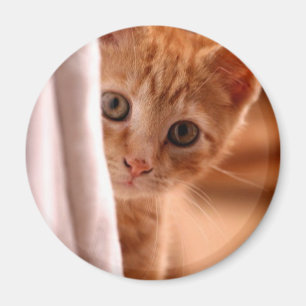 Íman de Gatinho de Ocultar e Buscar