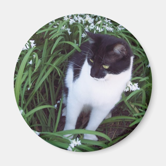 Íman de gato (Frente)