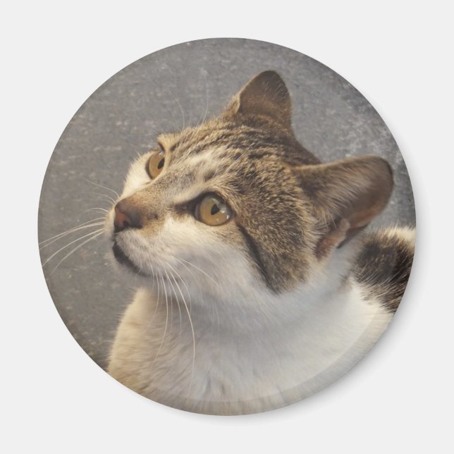 Íman de gato (Frente)