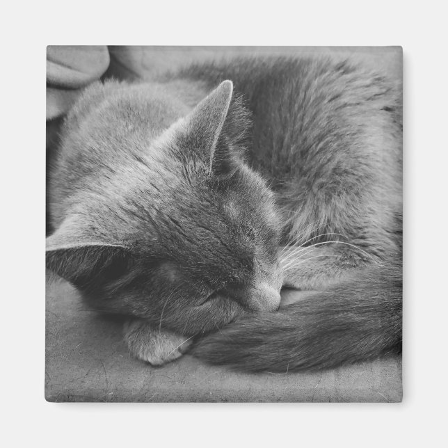 Íman de gato adormecido (Frente)