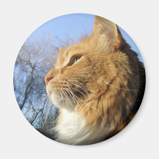 Íman de gato-do-céu-azul (Frente)