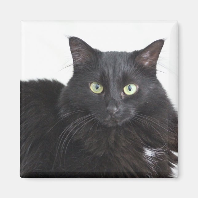 Íman de gato preto (Frente)