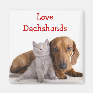 Íman de Geladeira Amor Dachshund e Gatinho