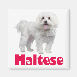 Íman de Geladeira de Cachorro Filhote Maltês Branc
