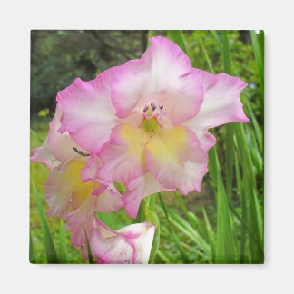 Íman de Gladiola