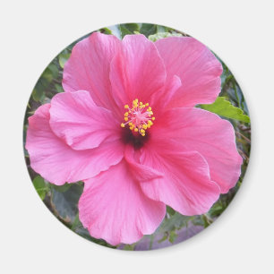 Íman de Hibiscus rosa