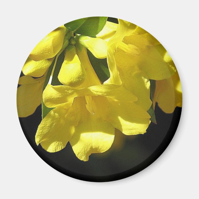 Íman de jasmim amarelo em greve (Frente)