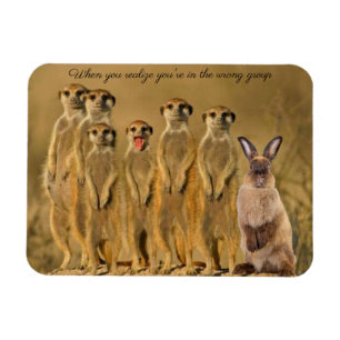 Íman de Meerkat Coelho Engraçado
