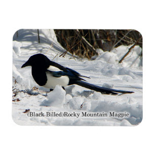 Íman de Mídia Rochosa Black Billed Mountain