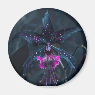 Íman de orquídea Drácula