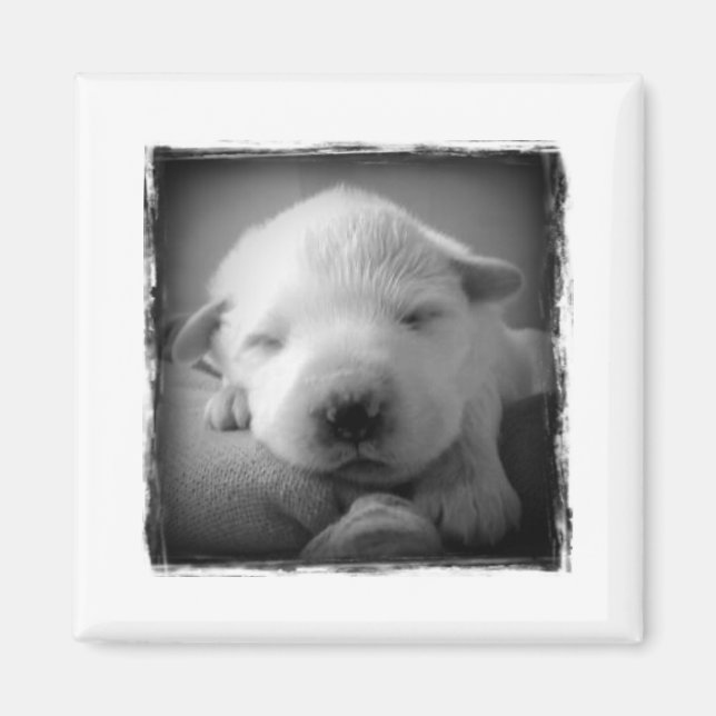 Íman de papoila (Frente)