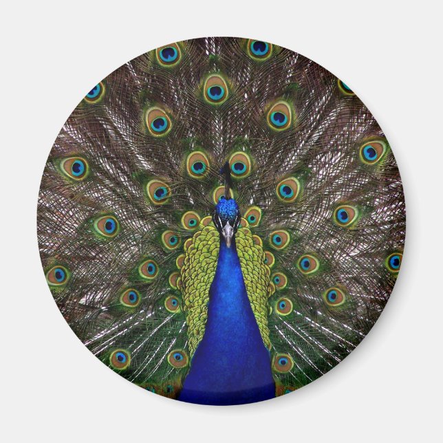 Íman de Peacock Ortoado (Frente)