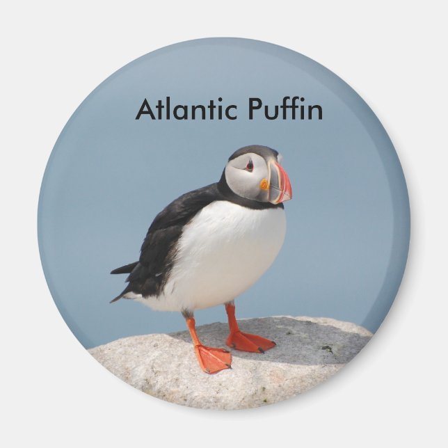 Íman de Puffin (Frente)