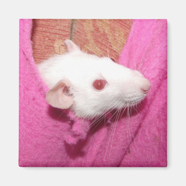 Íman de rato gigante (Frente)