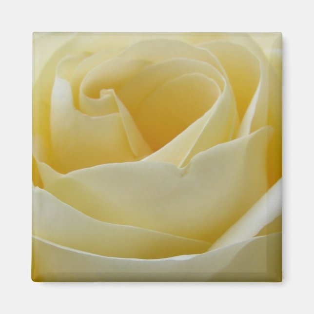íman de rosa branca creme (Frente)