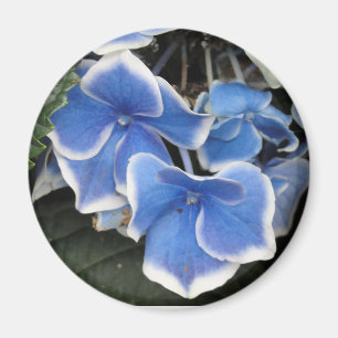 Íman de Starburst Hydrangea (azul e branco)