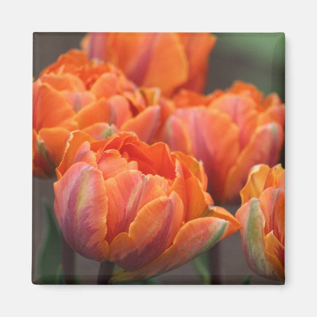 Íman de tulipa laranja (Frente)
