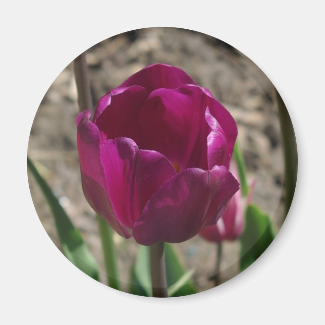 Íman de Tulipa Roxo (Frente)