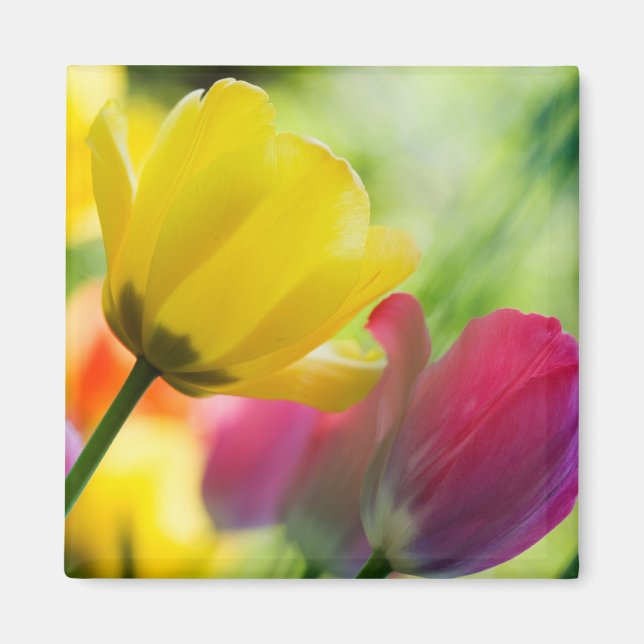 Íman de tulipas (Frente)