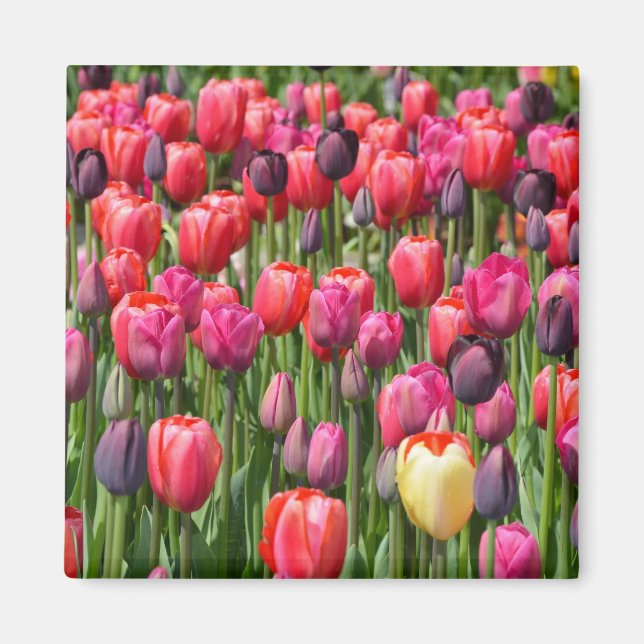 Íman de tulipas de primavera rosa (Frente)