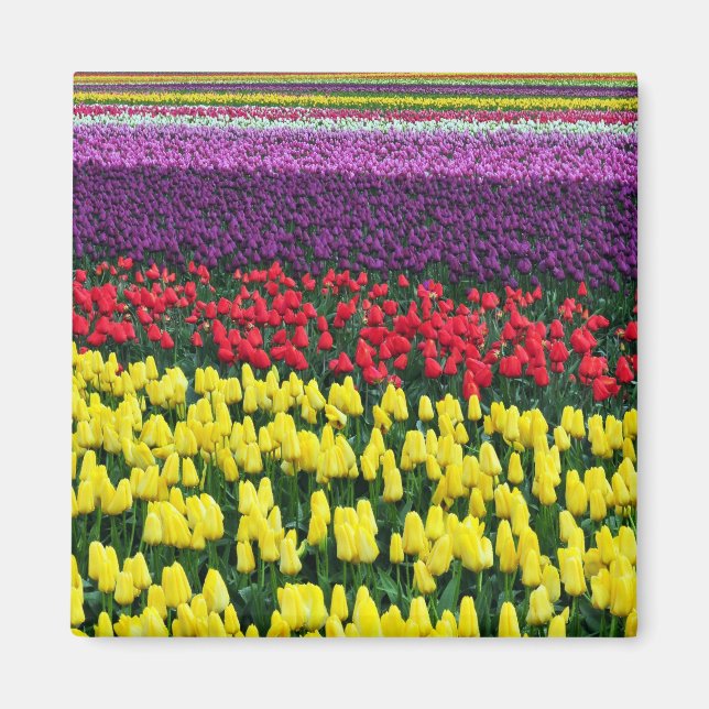 Íman de tulipas primavera coloridas (Frente)
