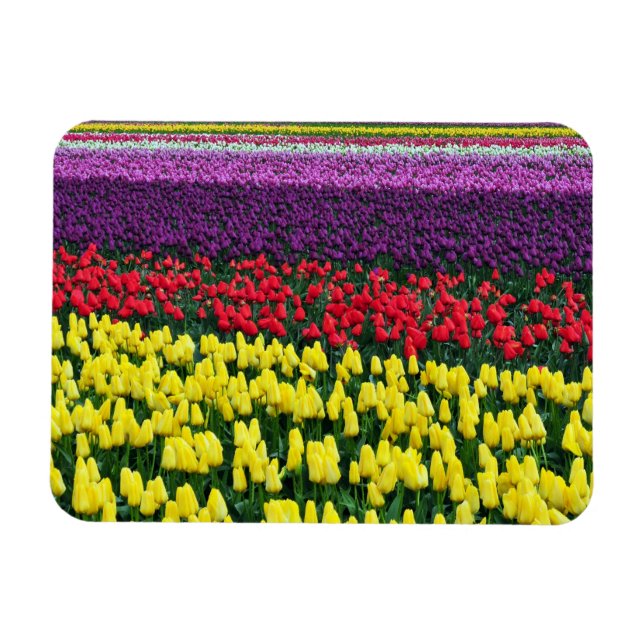 Íman de tulipas primavera coloridas (Horizontal)