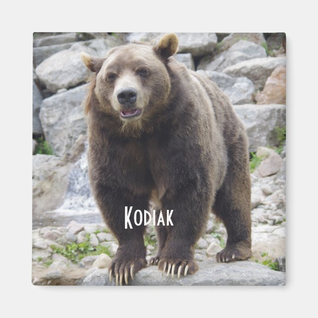íman de urso Kodiak (Frente)