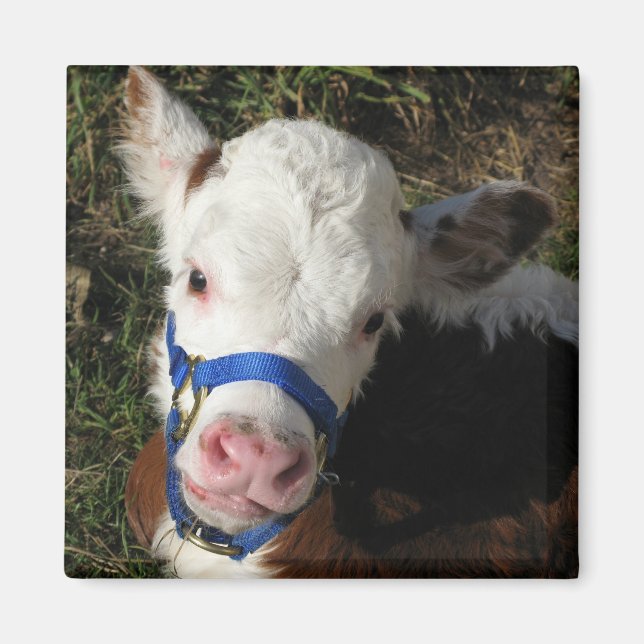 Íman de vaca (Frente)