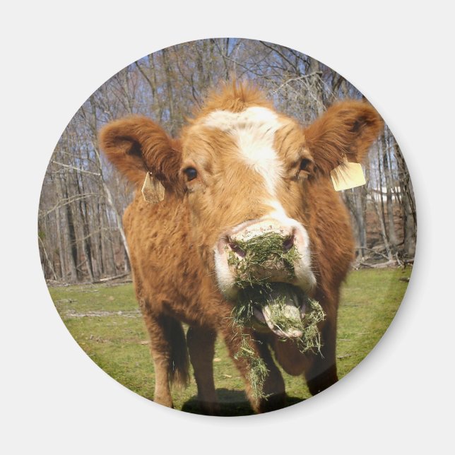 Íman de vaca (Frente)