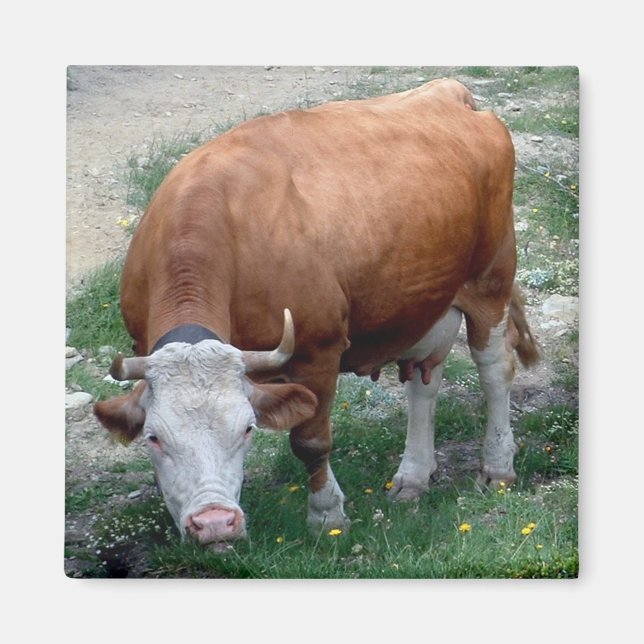 Íman de vaca dos Alpes suíços (Frente)