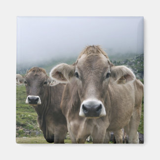 Íman de vacas alpinas