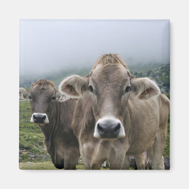 Íman de vacas alpinas (Frente)