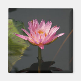Íman de Waterlily Lotus rosa