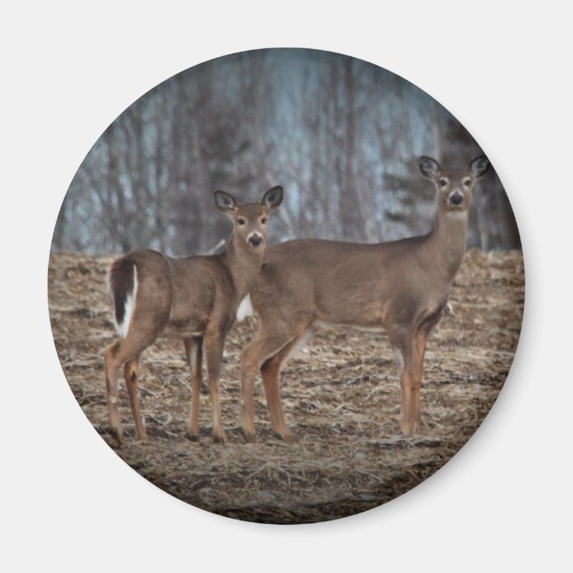 Íman Deer_0337v (Frente)