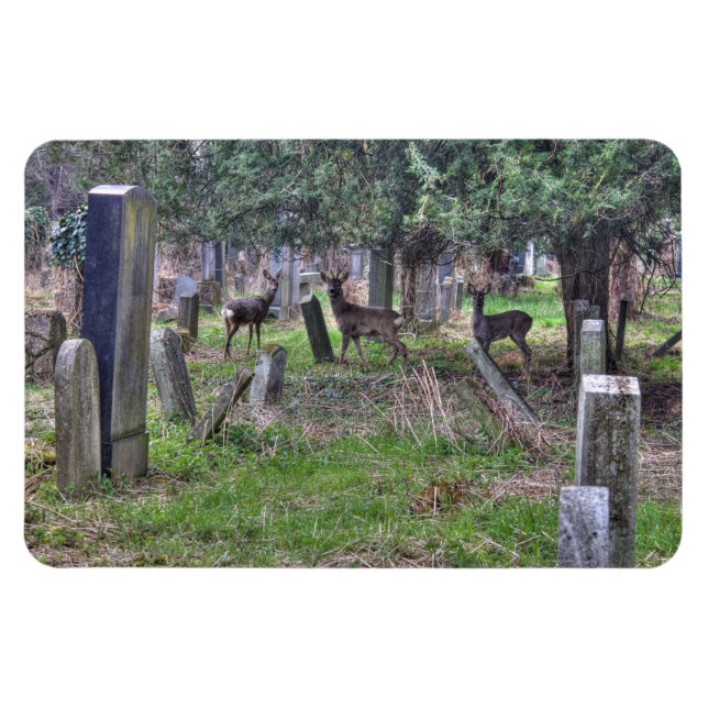 Íman Deer At Zentralfriedhof (Horizontal)