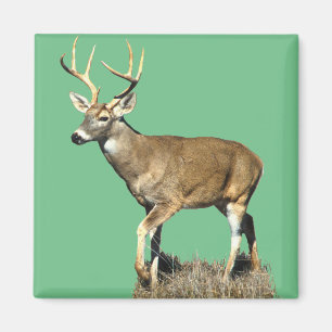 Íman Deer Buck Branco