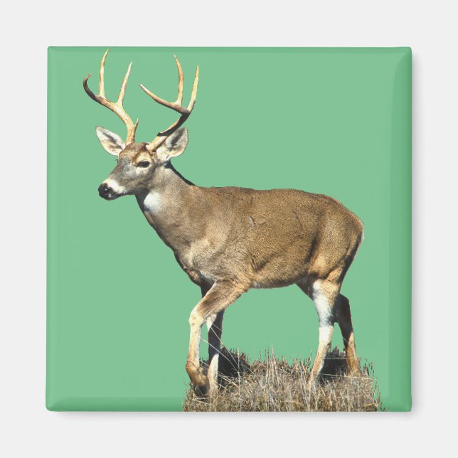 Íman Deer Buck Branco (Frente)
