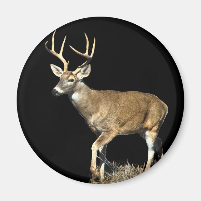 Íman Deer Buck Branco (Frente)