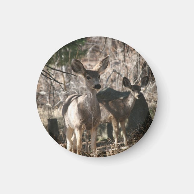 Íman Deer dizendo olá (Frente)