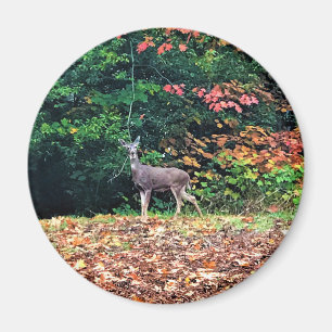 Íman Deer in the Forest, Oregon