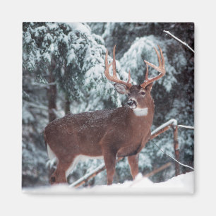 Íman Deer in the Snow Magnet