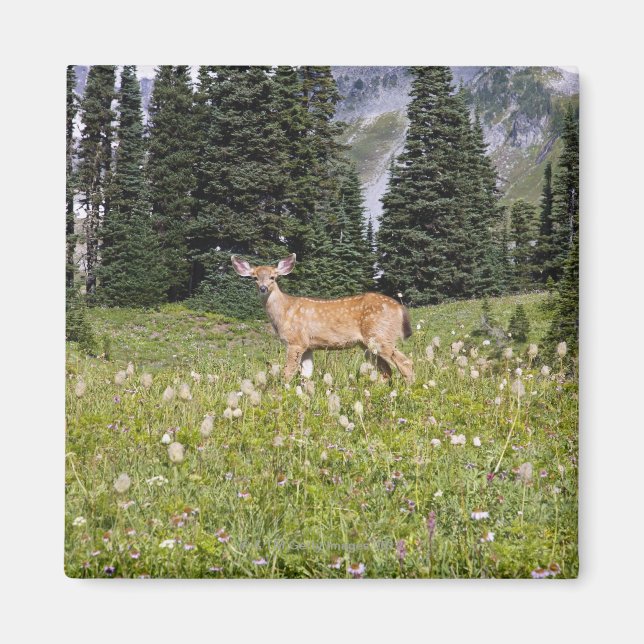 Íman Deer no Paraíso Park (Frente)