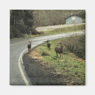 Íman Deer on Road, Cape Desapontamento, WA