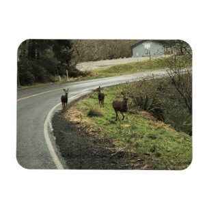 Íman Deer on Road, Cape Desapontamento, WA